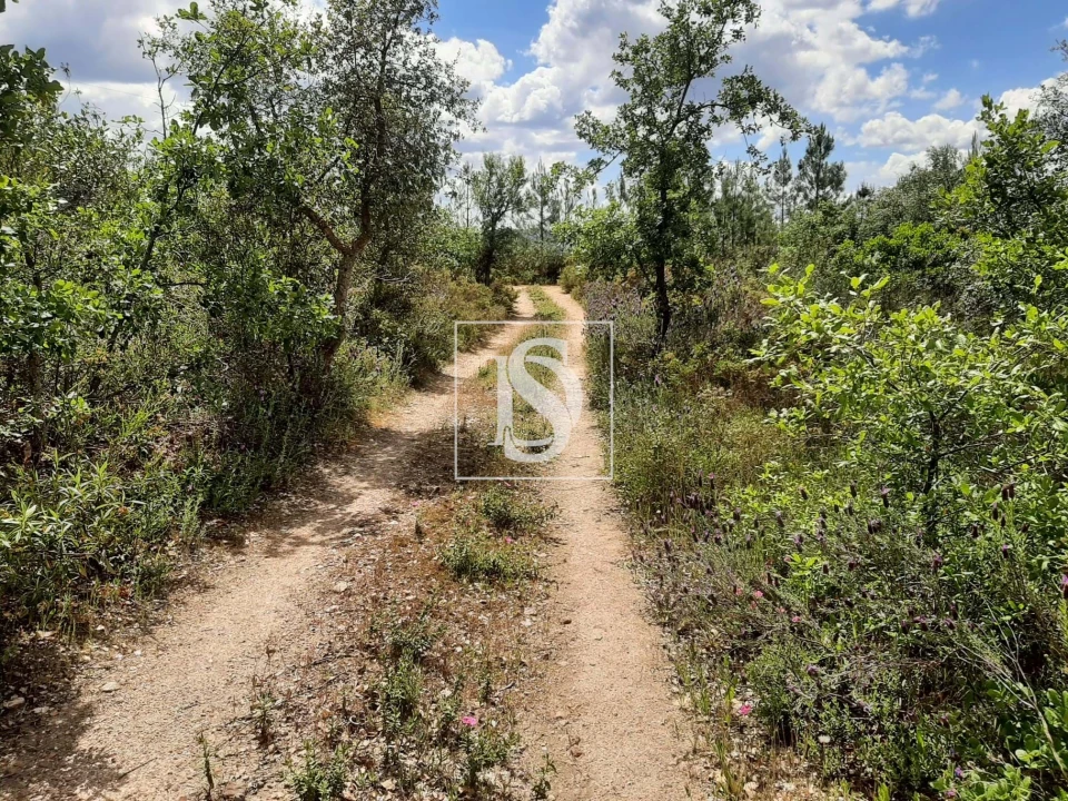 Terreno para Venda em Sarzedas Foto 30