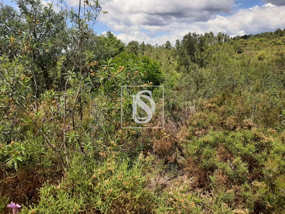 Terreno para Venda em Sarzedas Foto 33