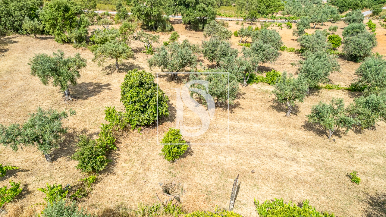 Terreno para Venda em Sarzedas Foto 19