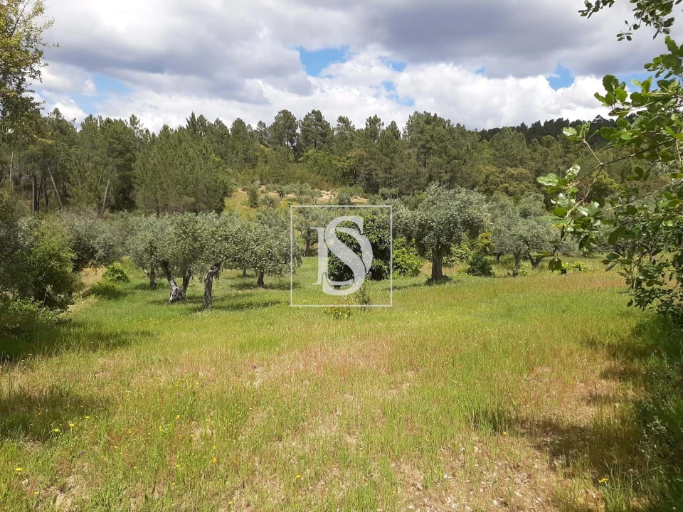 Terreno para Venda em Sarzedas Foto 25