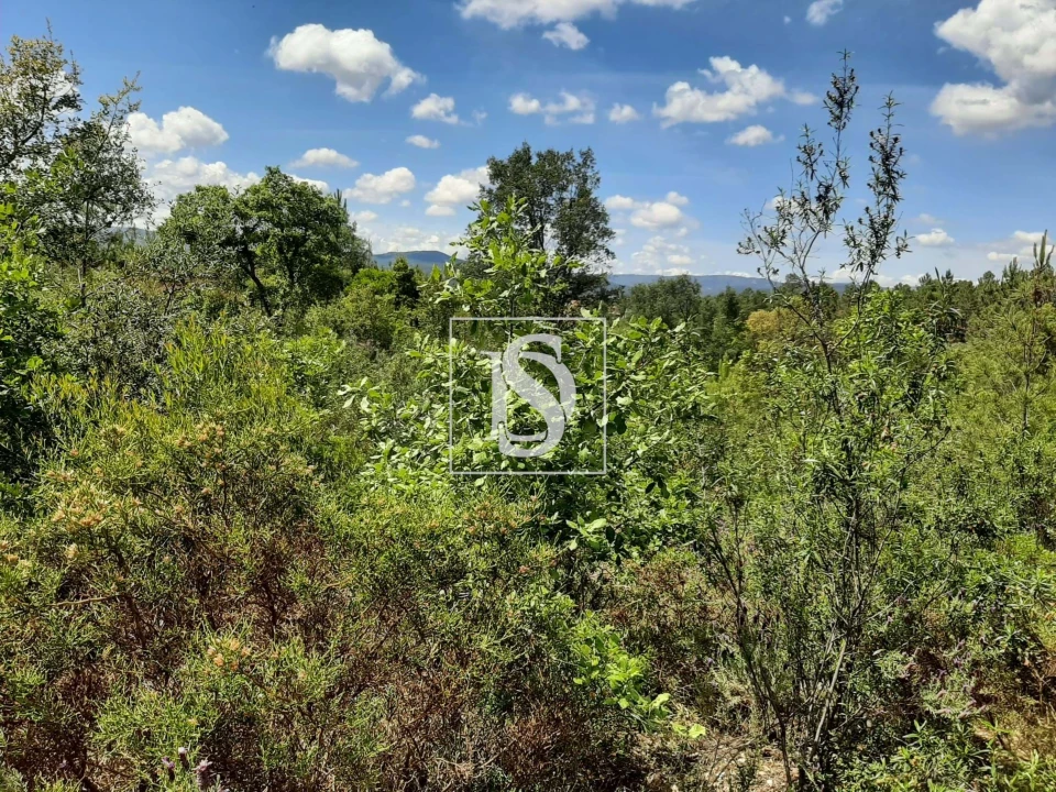 Terreno para Venda em Sarzedas Foto 32