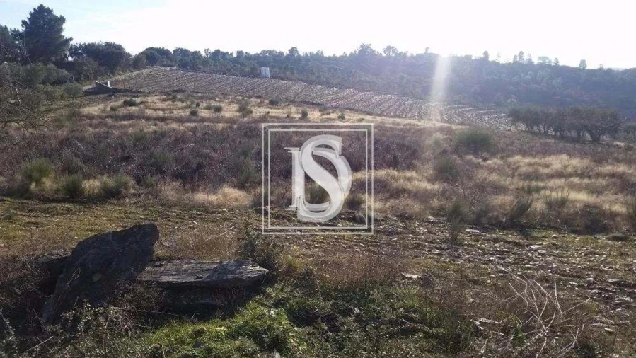 Terreno para Venda em São João da Pesqueira e Várzea de Trevões Foto 18
