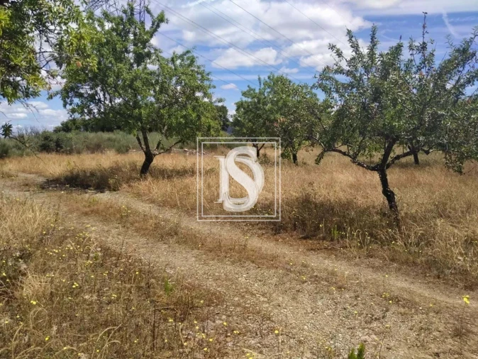 Terreno para Venda em São João da Pesqueira e Várzea de Trevões Foto 21