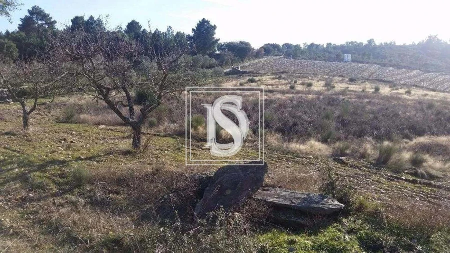 Terreno para Venda em São João da Pesqueira e Várzea de Trevões Foto 19