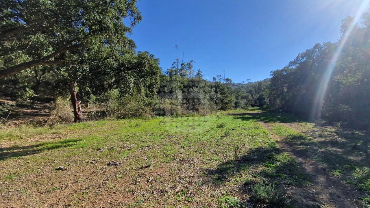 Terreno Agricola ou Rústico para Venda em São Bartolomeu de Messines Foto 2