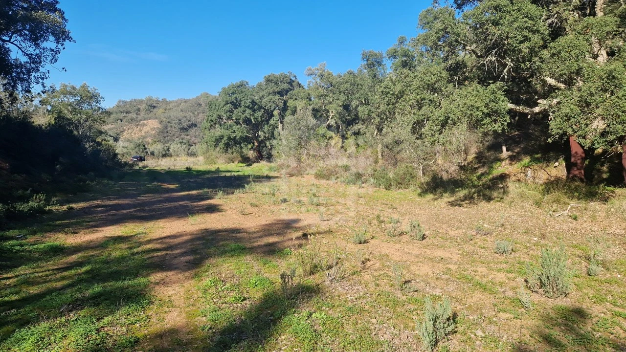 Terreno Agricola ou Rústico para Venda em São Bartolomeu de Messines Foto 3