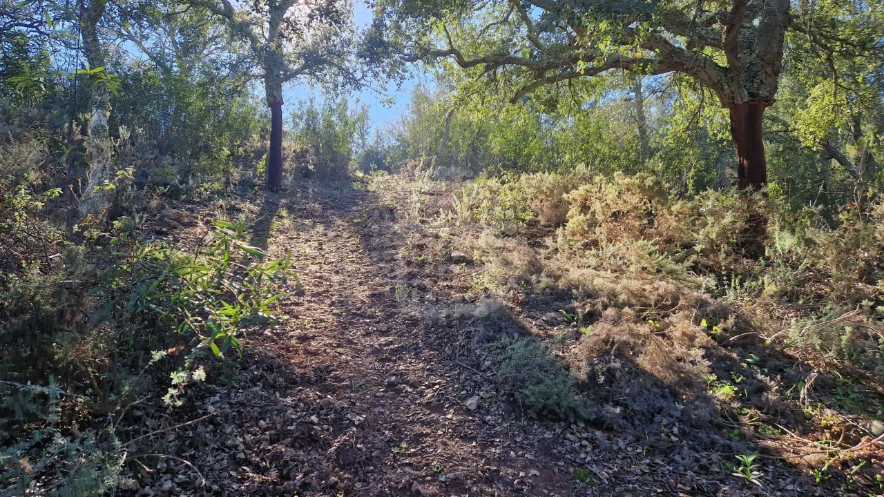 Terreno Agricola ou Rústico para Venda em São Bartolomeu de Messines Foto 8