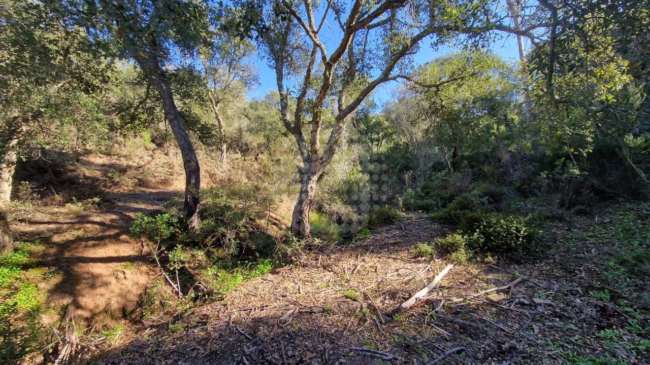 Terreno Agricola ou Rústico para Venda em São Bartolomeu de Messines Foto 9