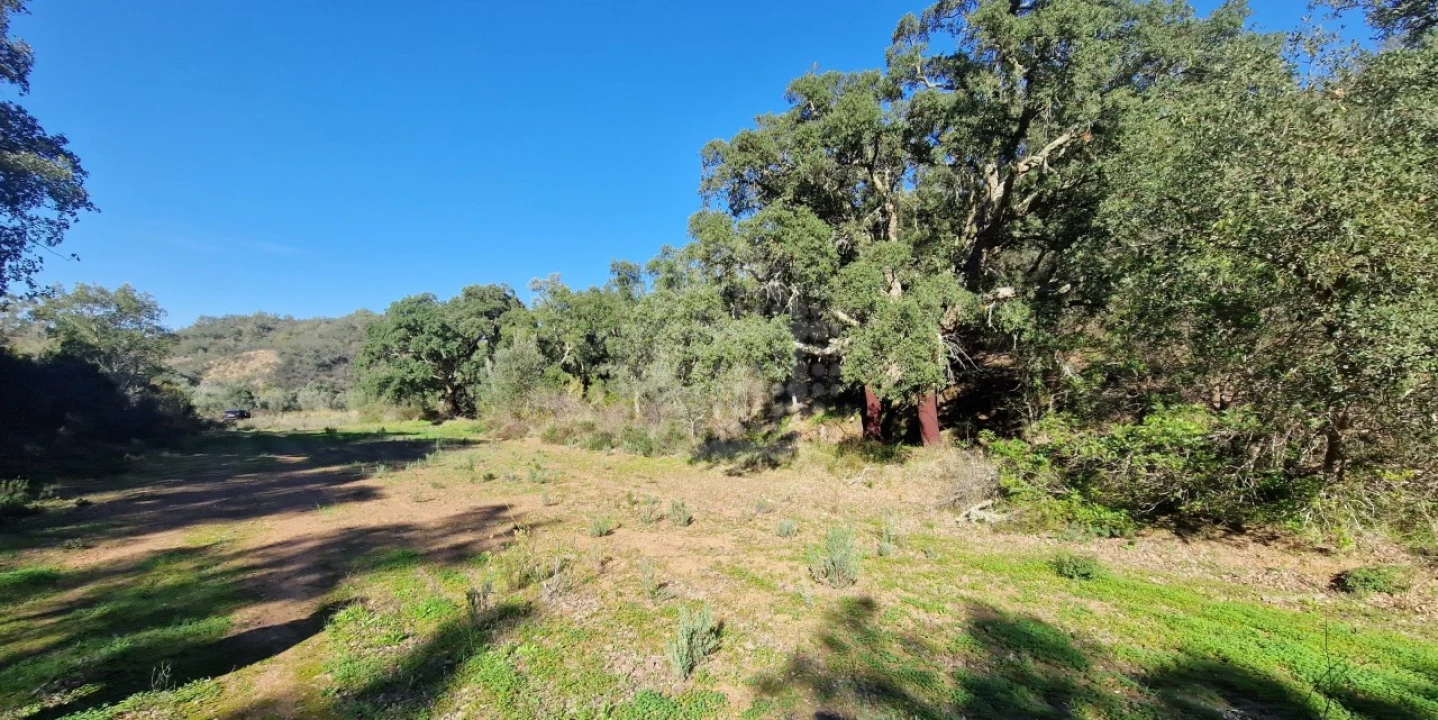 Terreno Agricola ou Rústico para Venda em São Bartolomeu de Messines Foto 11
