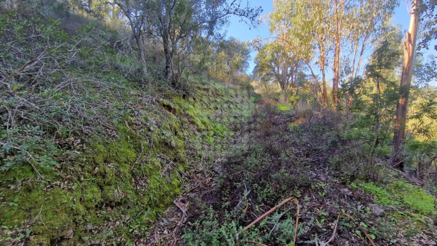 Terreno Agricola ou Rústico para Venda em São Bartolomeu de Messines Foto 10