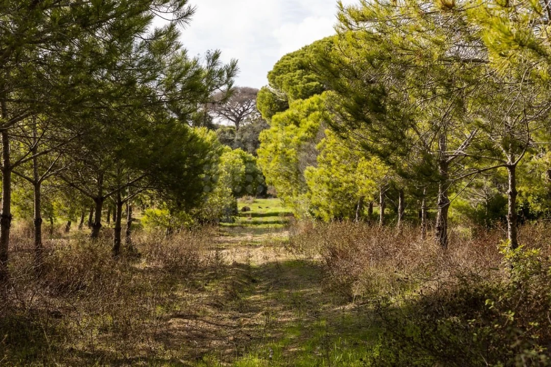 Quinta para Venda em Lagoa e Carvoeiro Foto 16