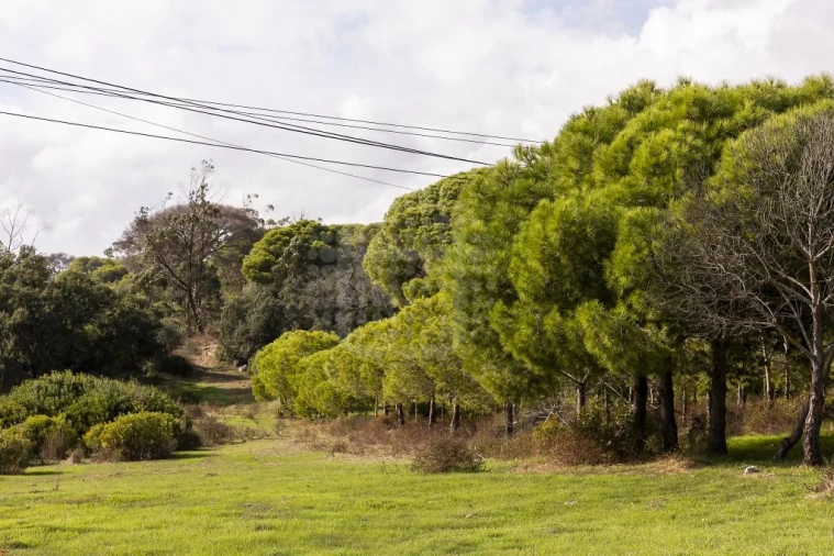 Quinta para Venda em Lagoa e Carvoeiro Foto 12