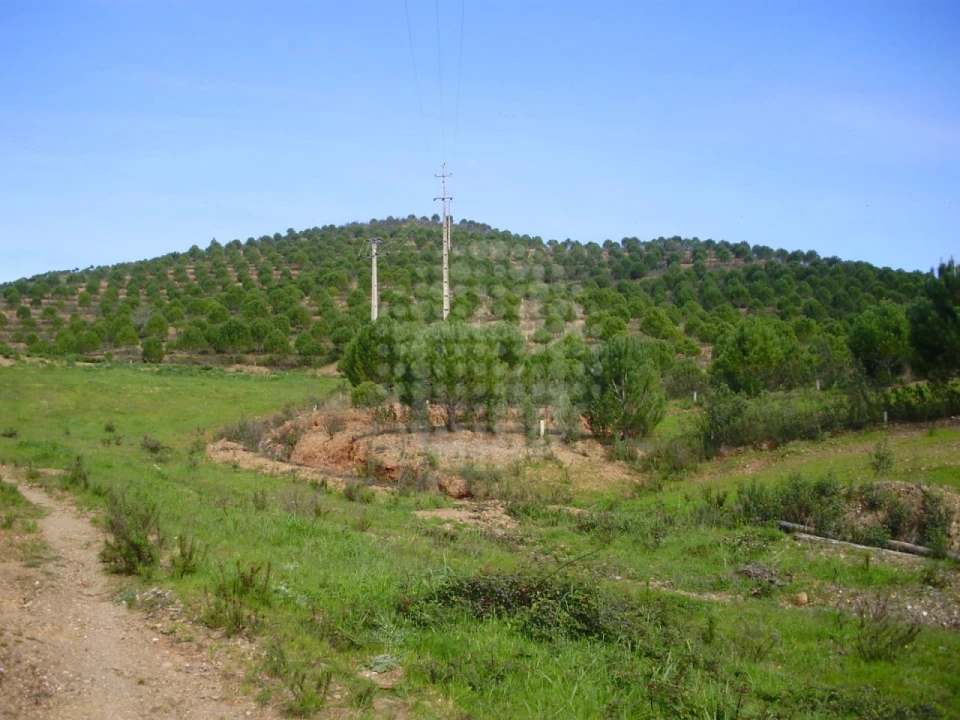 Terreno Agricola ou Rústico para Venda em Santana da Serra Foto 6