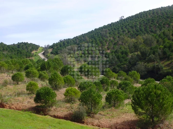 Terreno Agricola ou Rústico para Venda em Santana da Serra Foto 1