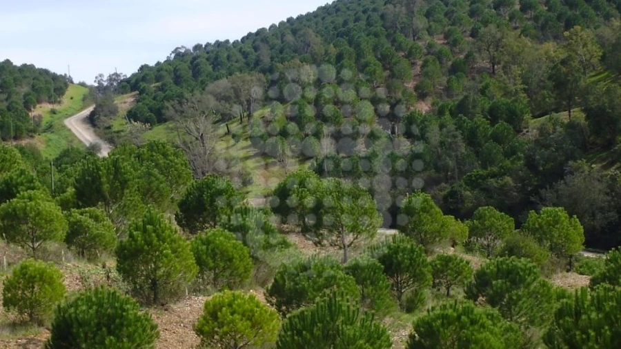 Terreno Agricola ou Rústico para Venda em Santana da Serra