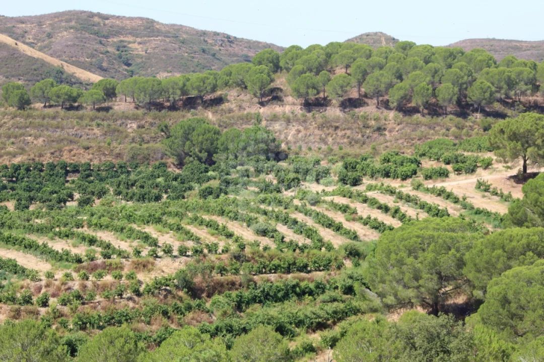 Quinta para Venda em Silves Foto 18