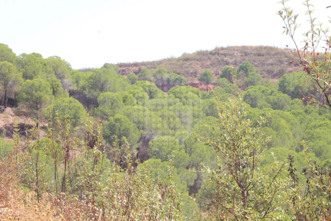 Quinta para Venda em Silves Foto 23