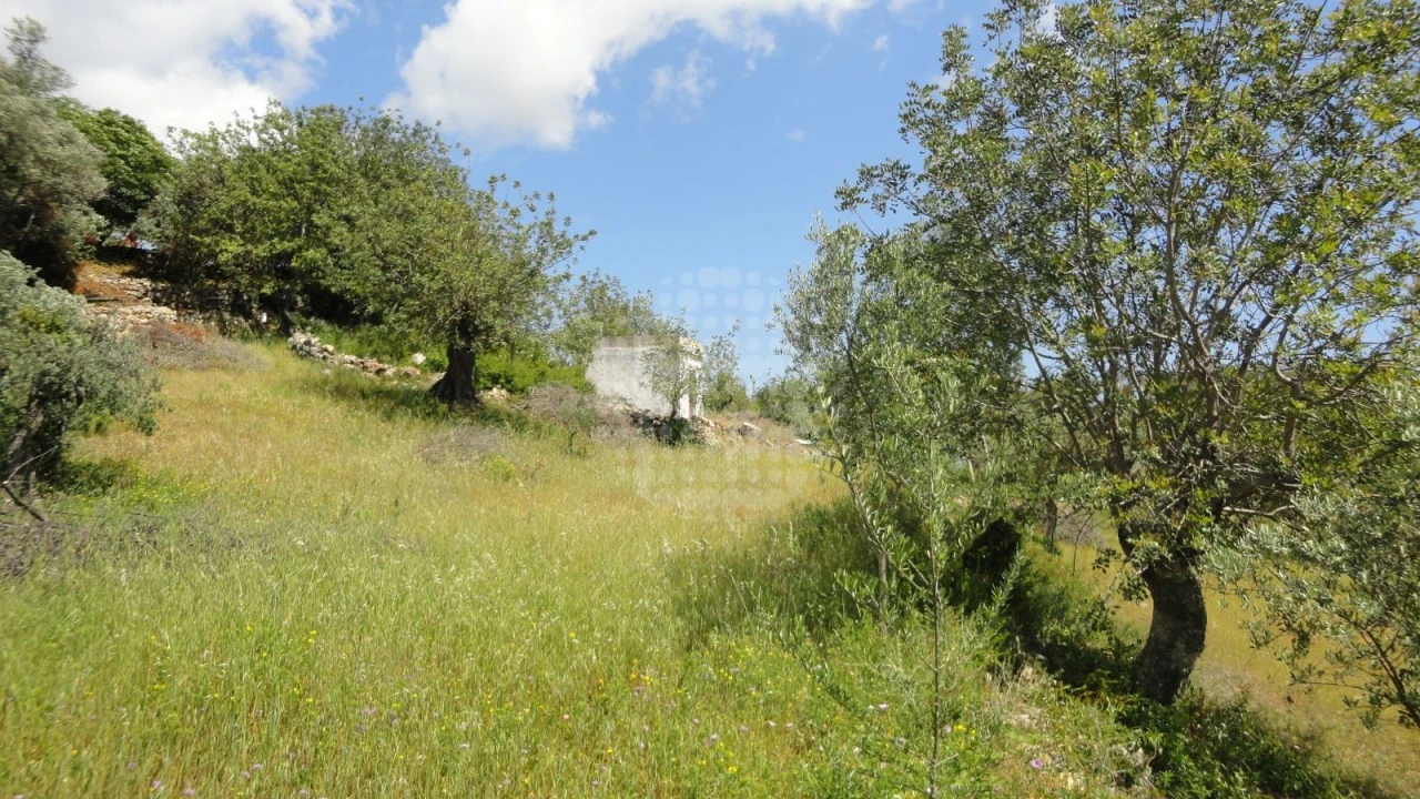 Terreno Agricola ou Rústico para Venda em São Brás de Alportel Foto 4