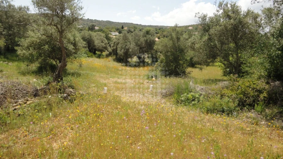Terreno Agricola ou Rústico para Venda em São Brás de Alportel Foto 5