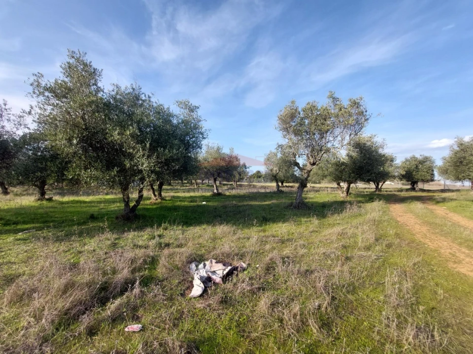 Terreno Agricola ou Rústico para Venda em Assunção, Ajuda, Salvador e Santo Ildefonso Foto 12