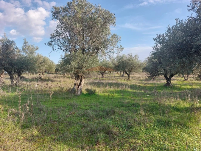 Terreno Agricola ou Rústico para Venda em Assunção, Ajuda, Salvador e Santo Ildefonso Foto 7