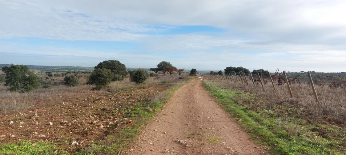 Terreno Agricola ou Rústico para Venda em Corval Foto 11