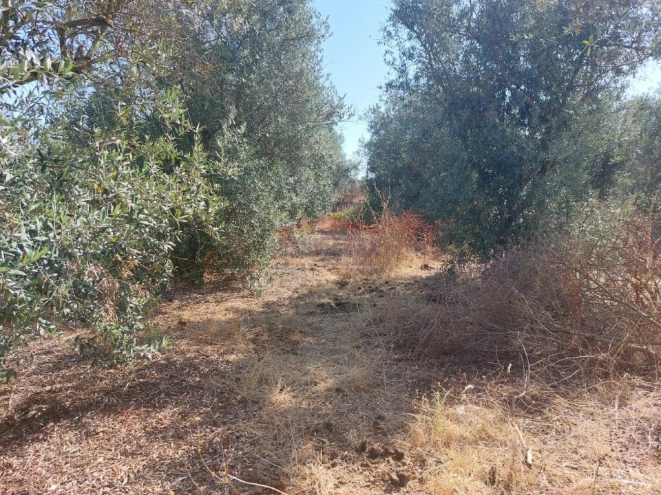 Terreno Agricola ou Rústico para Venda em Bencatel Foto 6