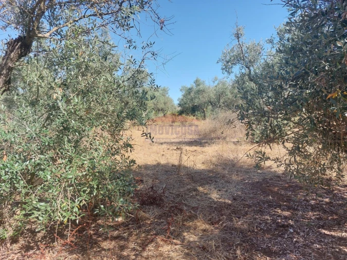 Terreno Agricola ou Rústico para Venda em Bencatel Foto 7