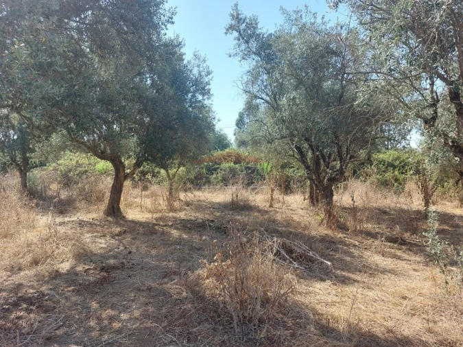 Terreno Agricola ou Rústico para Venda em Bencatel Foto 11