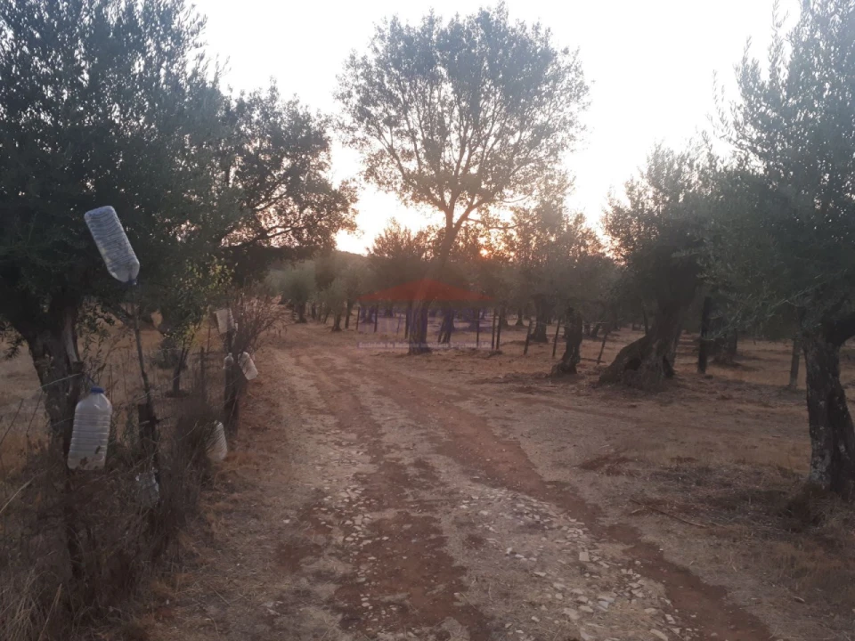 Terreno Agricola ou Rústico para Venda em Nossa Senhora da Conceição e São Bartolomeu Foto 4