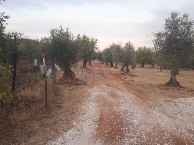 Terreno Agricola ou Rústico para Venda em Nossa Senhora da Conceição e São Bartolomeu