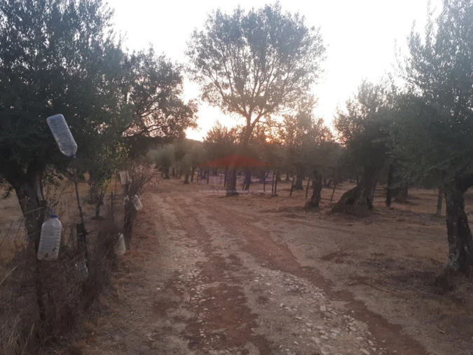 Terreno Agricola ou Rústico para Venda em Nossa Senhora da Conceição e São Bartolomeu Foto 4