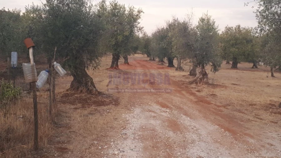 Terreno Agricola ou Rústico para Venda em Nossa Senhora da Conceição e São Bartolomeu