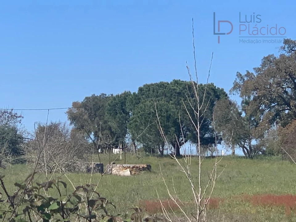 Terreno Agricola ou Rústico para Venda em São Domingos e Vale de Água Foto 3