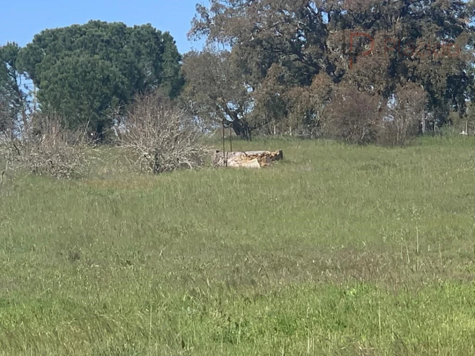 Terreno Agricola ou Rústico para Venda em São Domingos e Vale de Água Foto 4