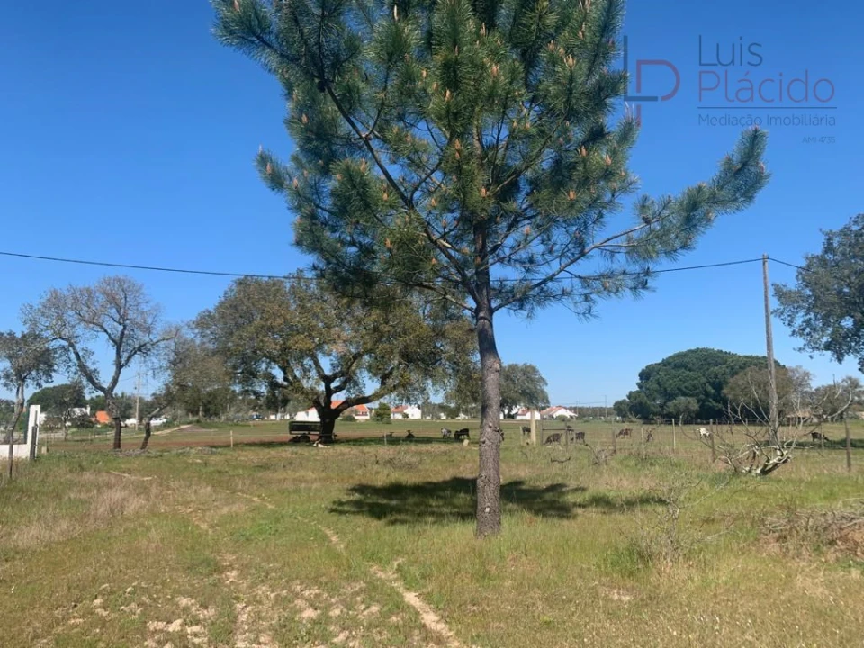 Terreno Agricola ou Rústico para Venda em São Domingos e Vale de Água Foto 6