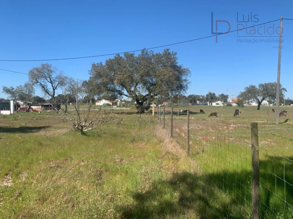 Terreno Agricola ou Rústico para Venda em São Domingos e Vale de Água Foto 8