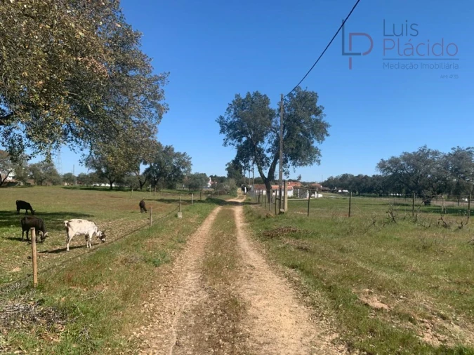 Terreno Agricola ou Rústico para Venda em São Domingos e Vale de Água