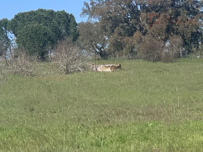 Terreno Agricola ou Rústico para Venda em São Domingos e Vale de Água Foto 4