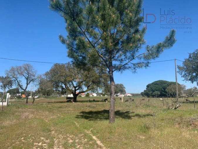 Terreno Agricola ou Rústico para Venda em São Domingos e Vale de Água Foto 6