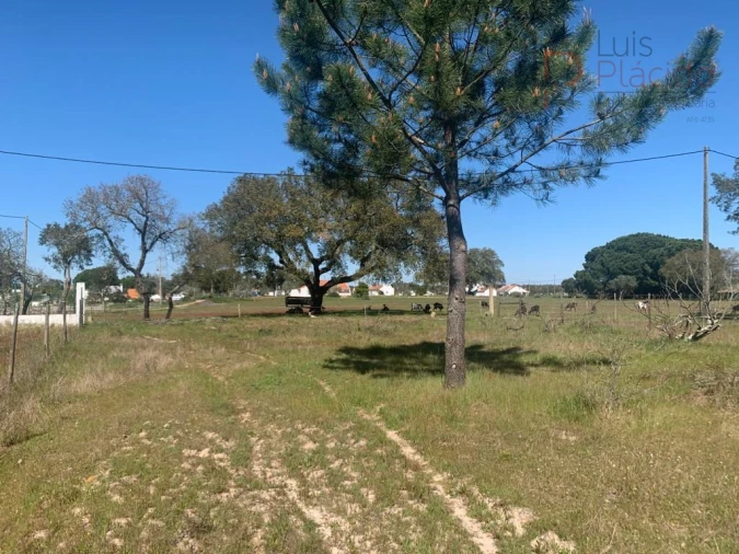 Terreno Agricola ou Rústico para Venda em São Domingos e Vale de Água Foto 7