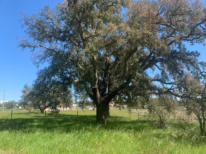 Terreno Agricola ou Rústico para Venda em São Domingos e Vale de Água Foto 10