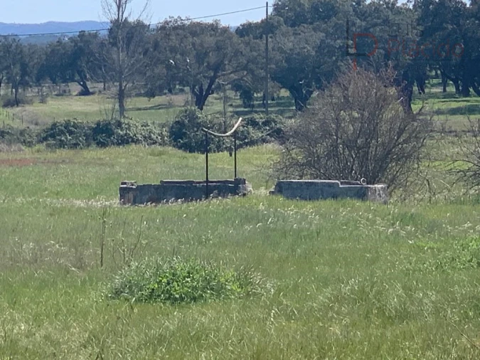 Terreno Agricola ou Rústico para Venda em São Domingos e Vale de Água Foto 11