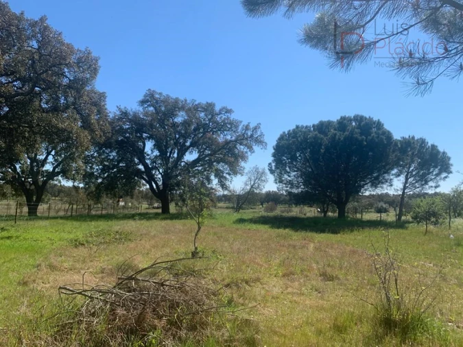 Terreno Agricola ou Rústico para Venda em São Domingos e Vale de Água Foto 13