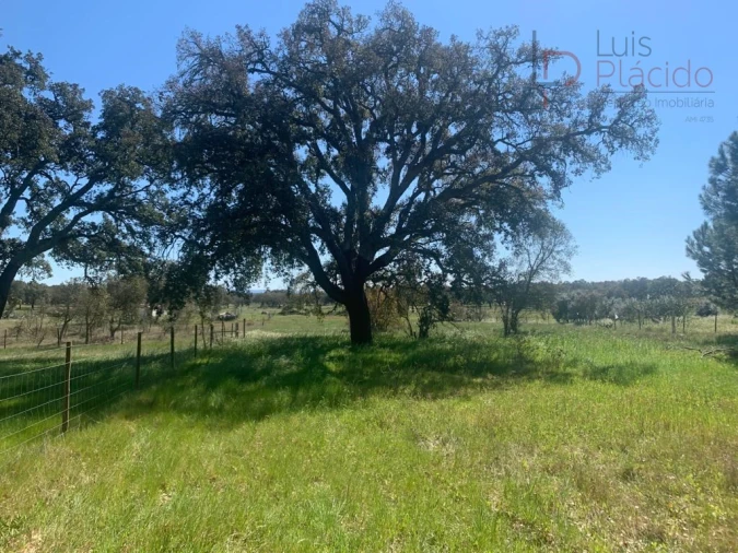 Terreno Agricola ou Rústico para Venda em São Domingos e Vale de Água Foto 14