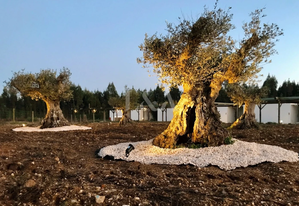 Negócio para Venda em São Teotónio Foto 23