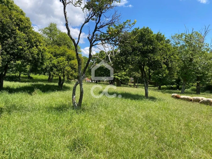 Quinta T7 para Venda em Santa Marta de Portuzelo Foto 23