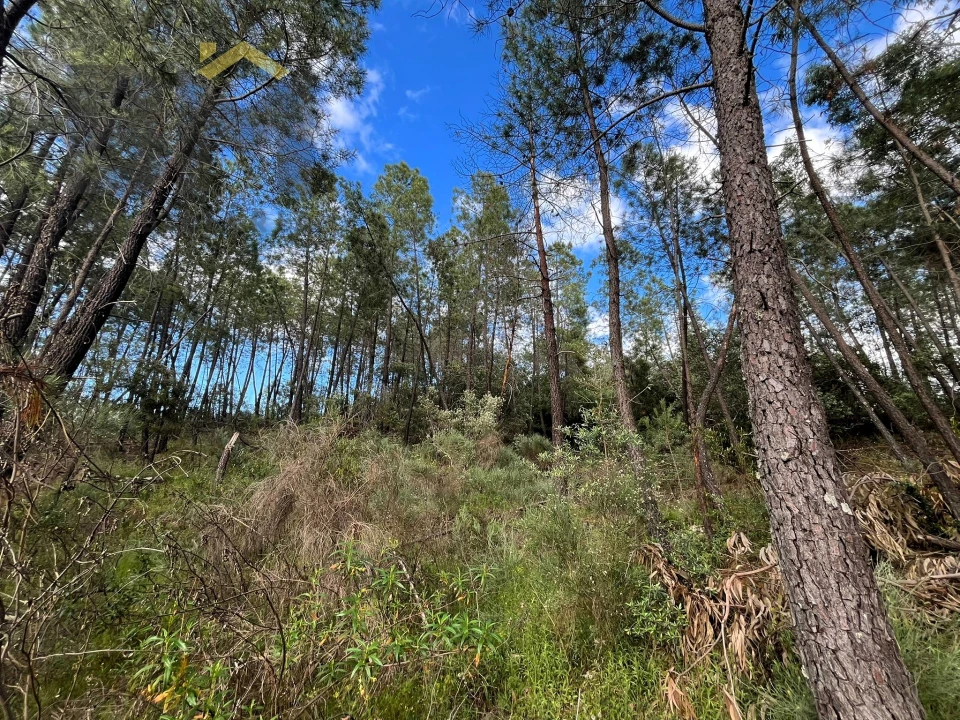 Terreno Agricola ou Rústico para Venda em Freixial e Juncal do Campo Foto 12