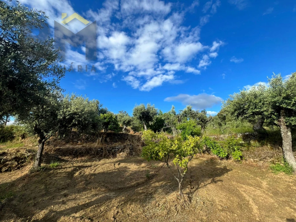 Terreno Agricola ou Rústico para Venda em Freixial e Juncal do Campo Foto 1
