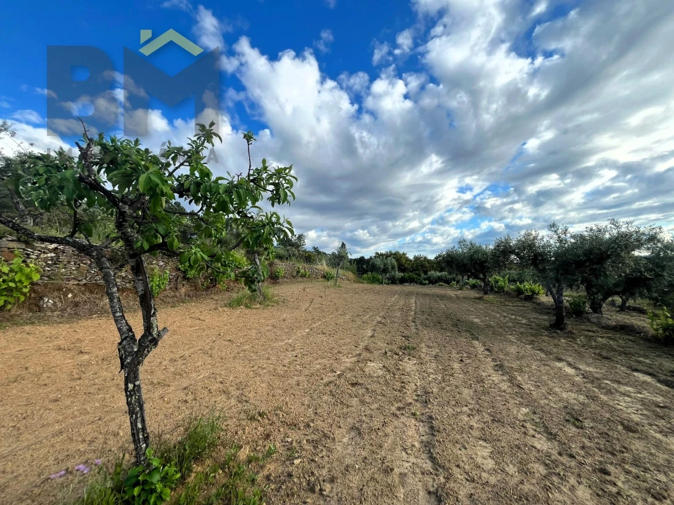 Terreno Agricola ou Rústico para Venda em Freixial e Juncal do Campo Foto 6